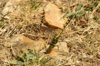 Onychogomphus forcipatus