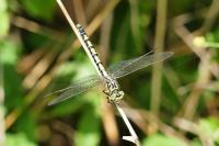 Onychogomphus forcipatus