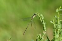 Chalcolestes viridis