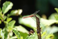 Sympetrum sanguineum