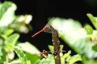 Sympetrum sanguineum