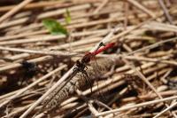Sympetrum sanguineum