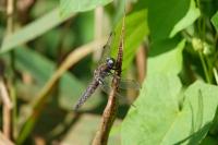 Libellula fulva