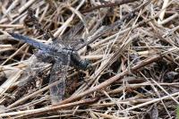 Orthetrum cancellatum