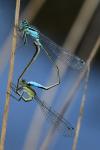 Ischnura elegans