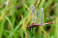 Sympetrum fonscolombii