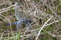 Orthetrum cancellatum