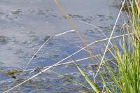 Orthetrum cancellatum