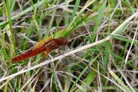 Crocothemis erythraea