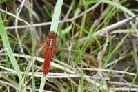 Crocothemis erythraea