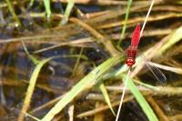 Crocothemis erythraea