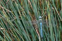 Anax empereur 