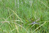 Anax parthenope