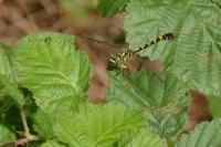Onychogomphus forcipatus