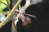 Somatochlora metallica