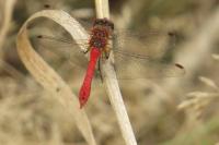 Sympetrum sanguineum