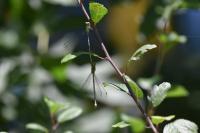 Chalcolestes viridis