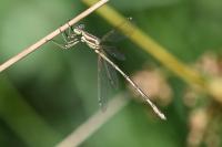 Lestes barbarus