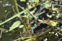 Coenagrion scitulum