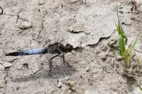 Orthetrum cancellatum
