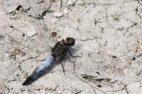 Orthetrum cancellatum