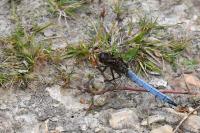 Orthetrum coerulescens
