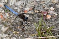 Orthetrum coerulescens