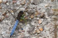 Orthetrum coerulescens