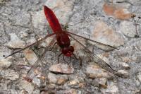 Crocothemis erythraea