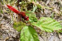 Crocothemis erythraea