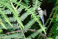 Anax imperator