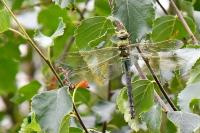 Anax imperator