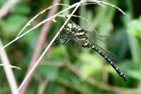 Cordulegaster boltonii