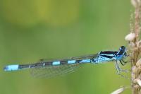 Coenagrion scitulum