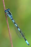 Coenagrion scitulum