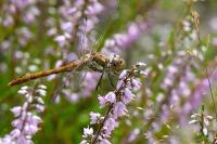 Sympetrum striolatum