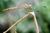 Sympetrum striolatum