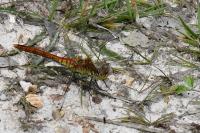 Sympetrum sanguineum