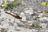 Sympetrum sanguineum