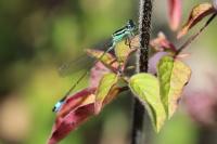 Ischnura elegans