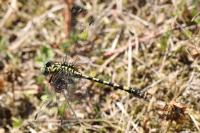 Onychogomphus forcipatus