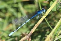 Enallagma cyathigerum