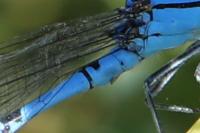Enallagma cyathigerum