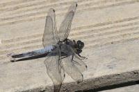Orthetrum cancellatum