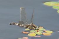 Orthetrum cancellatum