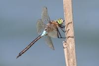 Anax parthenope