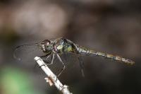 Sympetrum striolatum