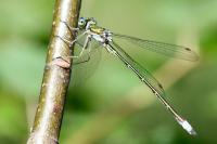 Lestes virens