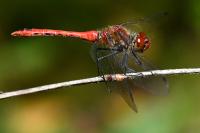 Sympetrum sanguineum