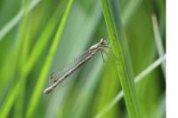 Lestes virens